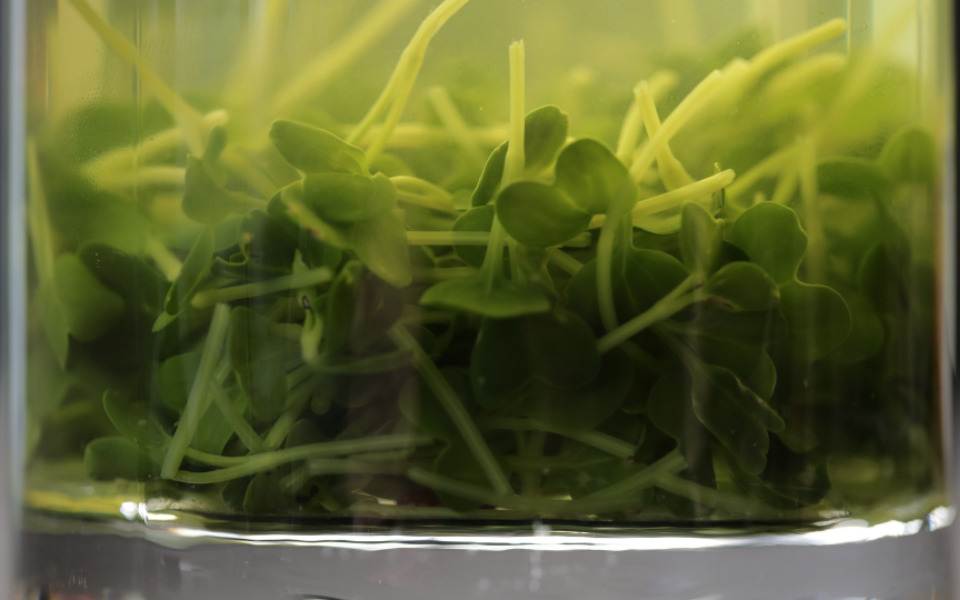 Daikon Cress Vegetable Stock